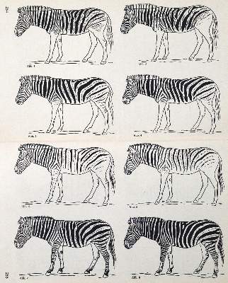 Bild Nr.1: 123-1463 Antonius,O.: (Zoologie, Zebras)