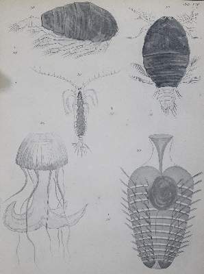 Bild Nr.1: 123-1535 Toucey,I. u. M.F.Maury.: (Verschiedene Gebiete - Varia, Seewesen)