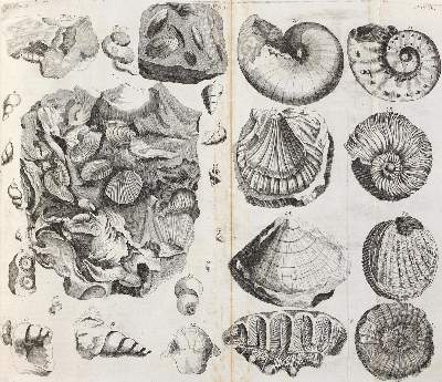 Bild Nr.4: 123-1547 Valentini,M.B.: (Verschiedene Gebiete - Varia)