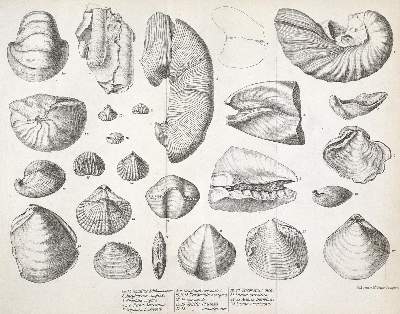 Bild Nr.1: 123-1778 Darwin,C.: (Verschiedene Länder - Geschichte, Amerika)