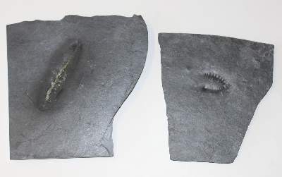 Bild Nr.2: 123-1945 Fossilien Grube Katzenberg.: (Varia)
