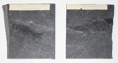 Bild Nr.4: 123-1945 Fossilien Grube Katzenberg.: (Varia)