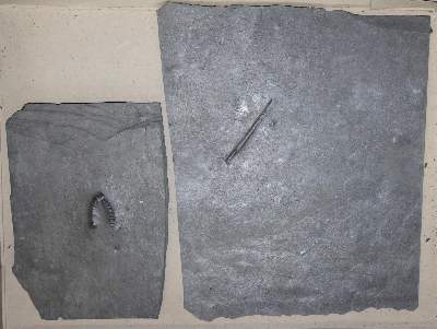 Bild Nr.6: 123-1945 Fossilien Grube Katzenberg.: (Varia)