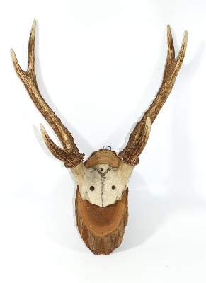 Bild Nr.2: 123-1953 Jagdliches, Slg. für: (Varia)
