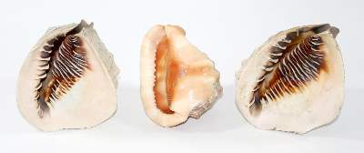 Bild Nr.2: 123-2363 Große Muschelschnitzereien.: (Schmuck)