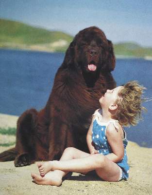 Bild Nr.1: 123-2526 Weber,B.: (Hunde)