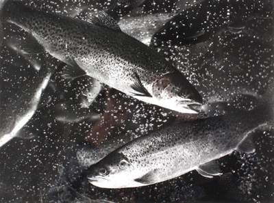 Bild Nr.1: 123-2562 Schneiders, Toni: (Photographie)