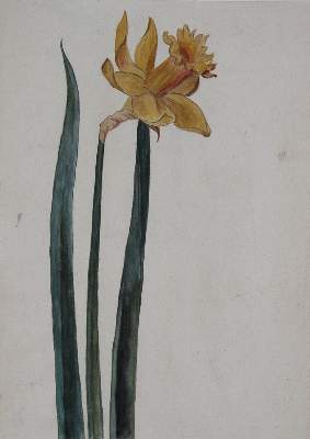 Bild Nr.1: 123-2590 Botanik.: (Varia, Botanik)