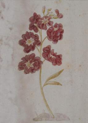 Bild Nr.3: 123-2590 Botanik.: (Varia, Botanik)