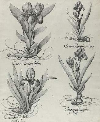 Bild Nr.1: 123-2591 Chamaeiris.: (Varia, Botanik)