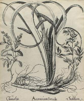 Bild Nr.2: 123-2591 Chamaeiris.: (Varia, Botanik)