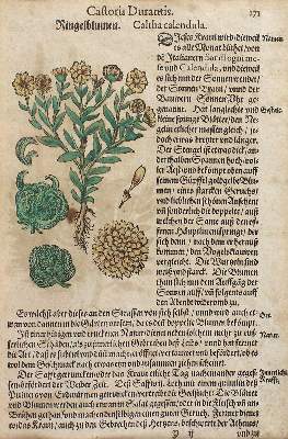 Bild Nr.1: 123-2592 Durante,C.: (Varia, Botanik)