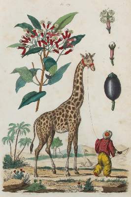 Bild Nr.1: 123-2595 Guérin-Méneville, Félix Edouard.: (Varia, Botanik)