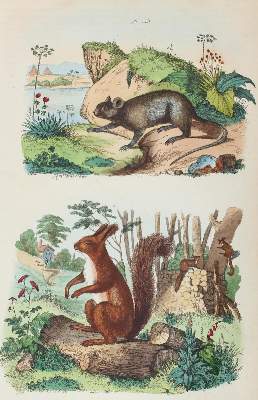 Bild Nr.4: 123-2595 Guérin-Méneville, Félix Edouard.: (Varia, Botanik)