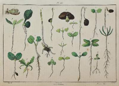 Bild Nr.5: 123-2595 Guérin-Méneville, Félix Edouard.: (Varia, Botanik)