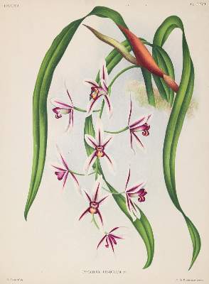 Bild Nr.2: 123-2598 Konvolut: (Varia, Botanik)