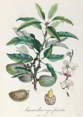 Bild Nr.3: 123-2598 Konvolut: (Varia, Botanik)