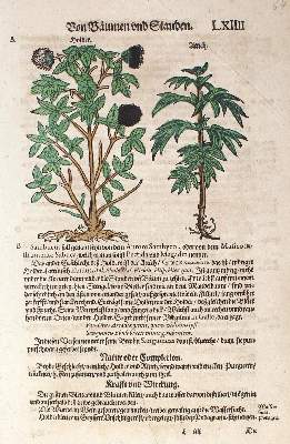 Bild Nr.1: 123-2599 Kräuterbuch.: (Varia, Botanik)