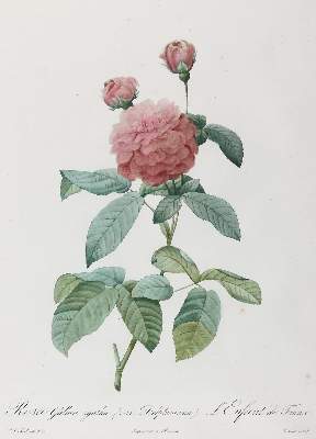 Bild Nr.1: 123-2601 Rose.: (Varia, Botanik)