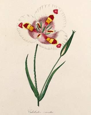 Bild Nr.2: 123-2602 Sammlung: (Varia, Botanik)