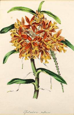 Bild Nr.5: 123-2602 Sammlung: (Varia, Botanik)