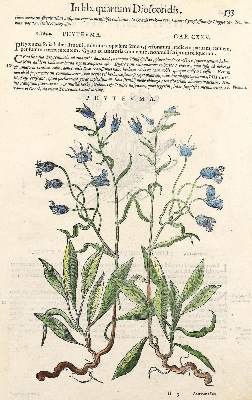 Bild Nr.8: 123-2602 Sammlung: (Varia, Botanik)