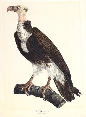 Bild Nr.1: 123-2639 Konvolut: (Varia)