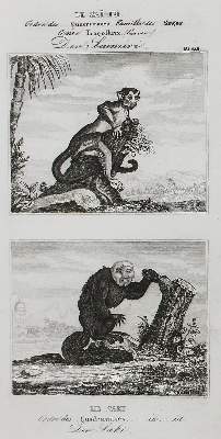 Bild Nr.1: 123-2736 Buffon, George-Louis-Léclerc, Graf von: (Varia, Zoologie)