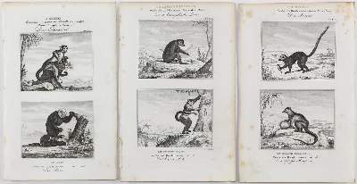 Bild Nr.2: 123-2736 Buffon, George-Louis-Léclerc, Graf von: (Varia, Zoologie)