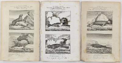 Bild Nr.3: 123-2737 Buffon, George-Louis-Léclerc, Graf von: (Varia, Zoologie)