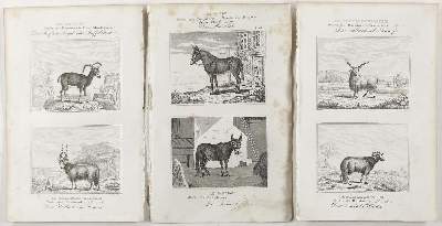 Bild Nr.2: 123-2738 Buffon, George-Louis-Léclerc, Graf von: (Varia, Zoologie)
