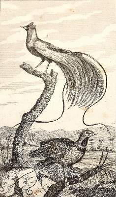 Bild Nr.1: 123-2739 Buffon, George-Louis-Léclerc, Graf von: (Varia, Zoologie)