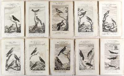 Bild Nr.2: 123-2739 Buffon, George-Louis-Léclerc, Graf von: (Varia, Zoologie)