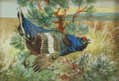 Bild Nr.2: 123-2740 Enten: (Varia, Zoologie)