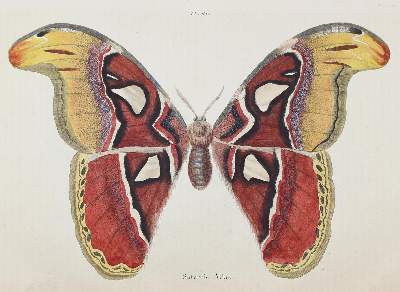 Bild Nr.1: 123-2741 Guérin-Méneville, Félix Edouard.: (Varia, Zoologie)