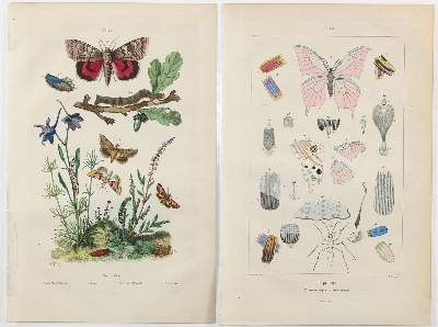 Bild Nr.2: 123-2741 Guérin-Méneville, Félix Edouard.: (Varia, Zoologie)