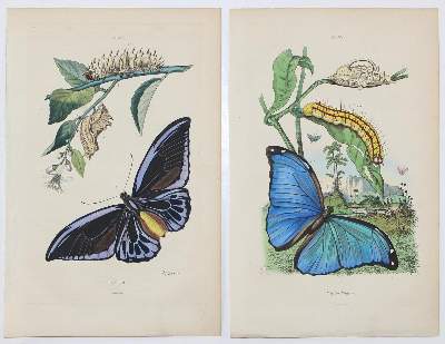 Bild Nr.3: 123-2741 Guérin-Méneville, Félix Edouard.: (Varia, Zoologie)