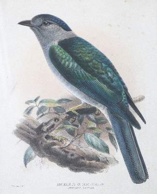 Bild Nr.2: 123-2744 Vögel.: (Varia, Zoologie)