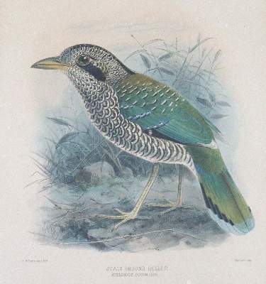 Bild Nr.3: 123-2744 Vögel.: (Varia, Zoologie)