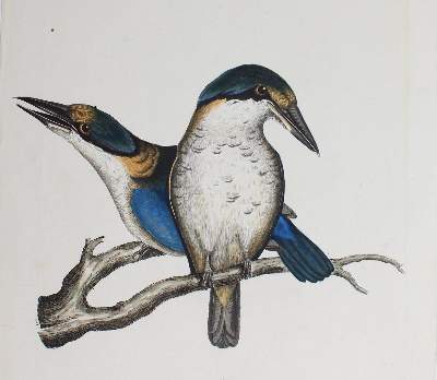 Bild Nr.1: 123-2745 Sammlung: (Varia, Zoologie, Vögel)