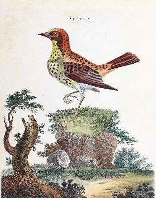 Bild Nr.2: 123-2745 Sammlung: (Varia, Zoologie, Vögel)