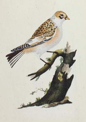 Bild Nr.3: 123-2745 Sammlung: (Varia, Zoologie, Vögel)