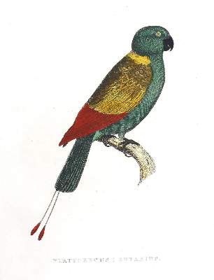 Bild Nr.4: 123-2745 Sammlung: (Varia, Zoologie, Vögel)