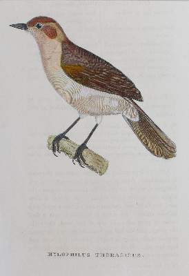 Bild Nr.5: 123-2745 Sammlung: (Varia, Zoologie, Vögel)