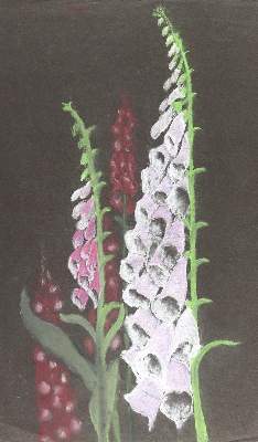 Bild Nr.4: 123-3157 Butterwegge, Hanny: (Künstlergraphik)