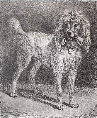 Bild Nr.2: 123-3564 Klein, Johann Adam: (Künstlergraphik)