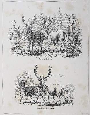 Bild Nr.4: 123-579 Hammer,G.: (Jagd)