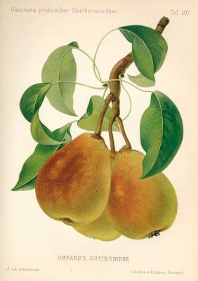 Bild Nr.1: 123-605 Gaucher,N.: (Land- und Forstwirtschaft, Landwirtschaft, Obstbau)