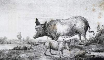 Bild Nr.1: 123-608 Speck von Sternburg,M.v.: (Land- und Forstwirtschaft, Landwirtschaft, Sachsen)