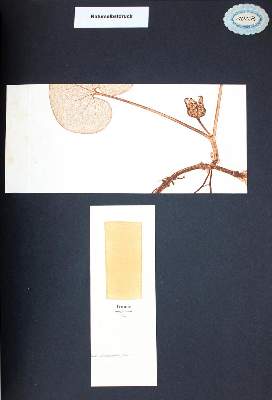 Bild Nr.1: 123-642 Fiedler,A.: (Kunstwissenschaft)